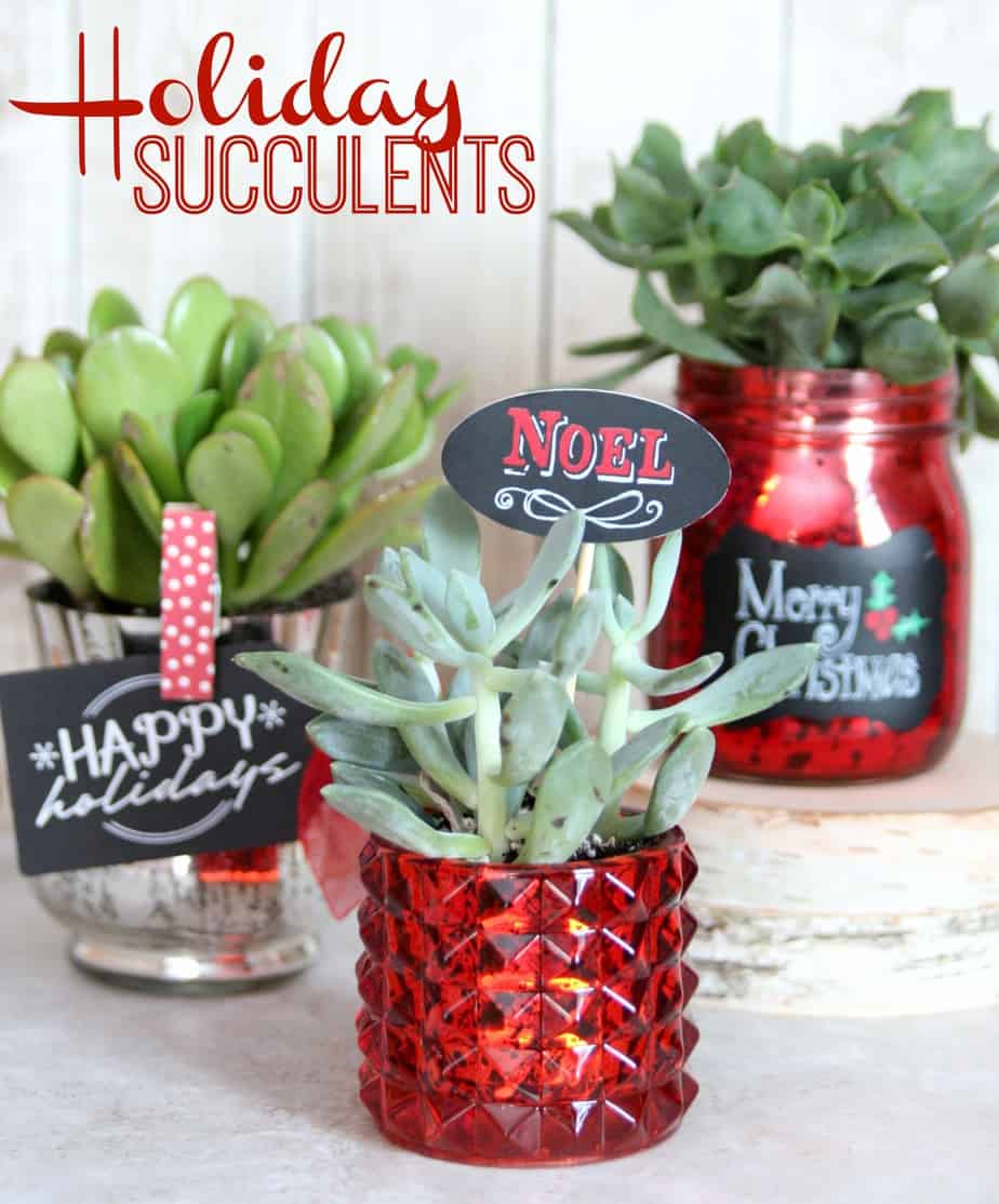 22 Homemade Christmas Gifts | Seasonal Succulents | Beanstalk Mums 